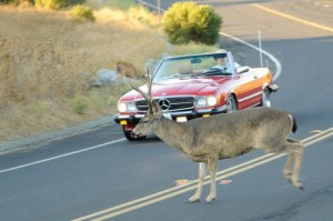 deer-and-car_100324859_m